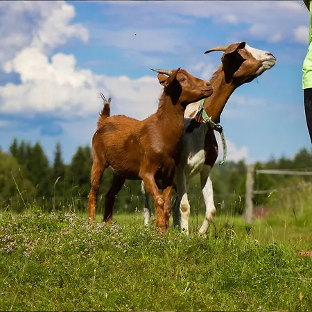 Bee House Maya Гостевой дом