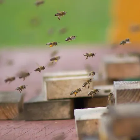 Bee House Maya Гостевой дом