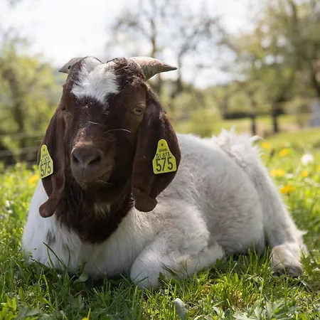 Gostinjska kuća Bee House Maya Rob
