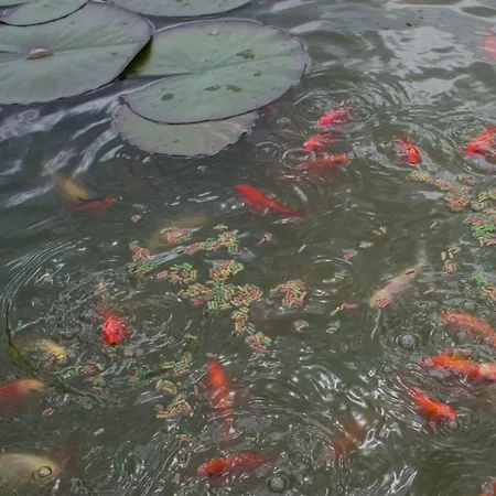 Gæstehus Bee House Maya