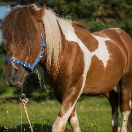 Bee House Maya Гостевой дом *